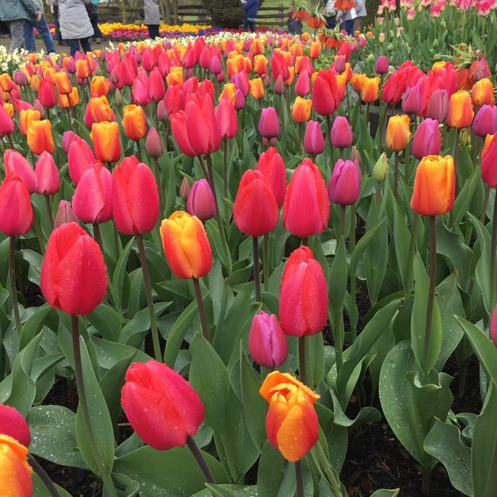 Meet your Posher, Cami